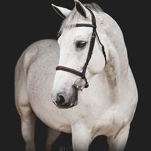 Meet your Posher, Bella